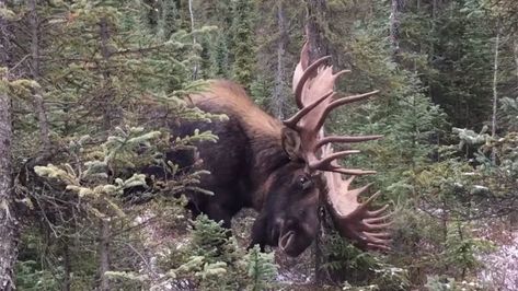 Stunning Bull Moose Footage Will Get Anyone's Blood Pumping - Article | Hunting | GoodLife | PCH.com Moose Hunting, Moose Deer, Bull Moose, Wide Open Spaces, Deer Family, Take The Cake, Winter Beauty, Video Capture, Open Spaces