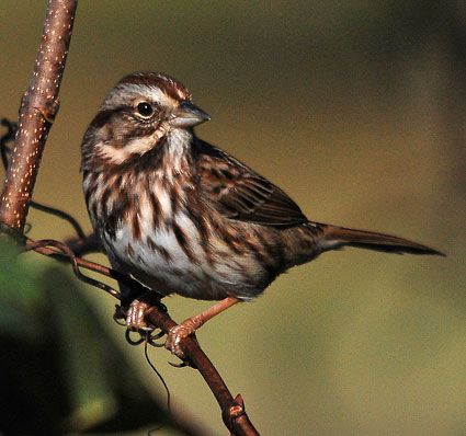 Song Sparrow: Notice the streaks on the white chest. Lots of regional differences. Here in Victoria (and coastal BC) it tends to be darker than the rest of Canada. Gloger's Rule applies: more pigmentation in populations living in more humid environments. Brown Streaks, Song Sparrow, Marietta Georgia, White Chest, All Birds, Backyard Birds, Birdwatching, Colorful Birds, Song Bird