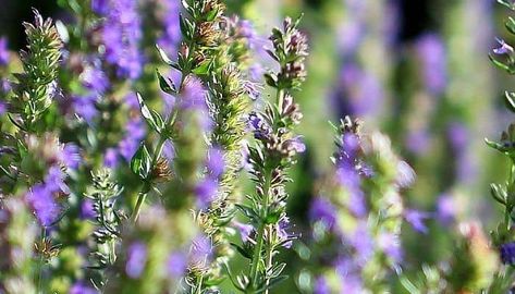 Hyssop Herb Uses, Side Effects and Benefits Hyssop Benefits, Hyssopus Officinalis, Herb Uses, Medicinal Wild Plants, Medical Plants, Herbs Medicinal, Home Apothecary, Medicinal Garden, Medicinal Herb