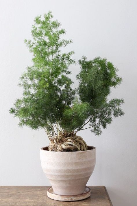 Low Light Houseplants, Houseplants Low Light, Small Indoor Plants, نباتات منزلية, Asparagus Fern, Houseplants Indoor, Tiny Apartment, House Plants Indoor, Apartment Garden