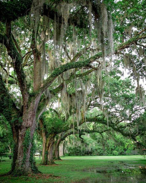 It's hard to imagine New Orleans getting any more lush and green but after a good rain like yesterday the park was the most amazing shade… Bayou New Orleans, The Bayou New Orleans, New Orleans Bayou Aesthetic, New Orleans Landscape, New Orleans Bayou, Voodoo Garden New Orleans, Louisiana Swamp Aesthetic, New Orleans Plantations, Louisiana Swamp Photography