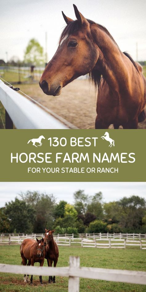 Horses outside in a farm. Farm Names, Ranch Names, Horse Names, Horse Farm, Horse Ranch, Horse Stables, Cute Horses, Horse Farms, Cool Names