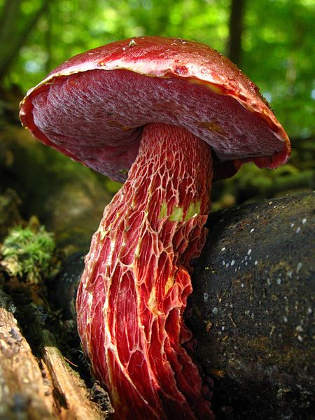 Boletus frostii - I've probably already pinned this pic a couple of times but I'm not risking not having it in my collection. Just look at this magnificent thing. Mushroom Seeds, Lichen Moss, Mushroom Pictures, Plant Fungus, Slime Mould, Red Mushroom, Mushroom Fungi, For Home, Wild Mushrooms