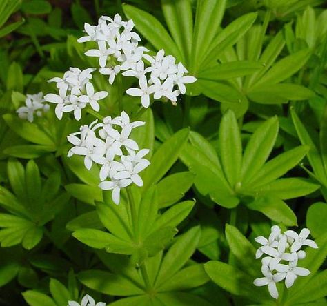 Plant database entry for Sweet Woodruff (Galium odoratum) with 47 images, 6 comments, and 28 data details. Sweet Woodruff, Sun Loving Plants, Plant Information, Ground Cover Plants, Tree Hugger, Daylilies, Fragrant Flowers, Medicinal Herbs, Perennial Plants