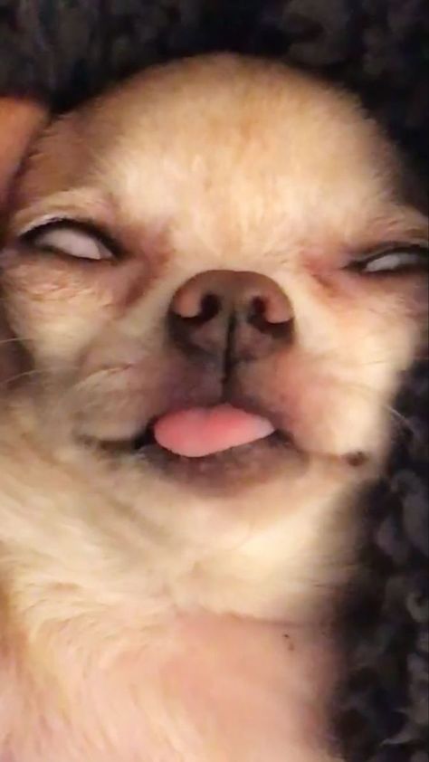 Pin on aa sbaajababaavwwjejw ameii Funny Dog Faces, Goofy Dog, Funny Animal Photos, Funny Dog Memes, Cute Chihuahua, Silly Dogs, Funny Dog Pictures, Funny Animal Jokes, Baby Animals Funny