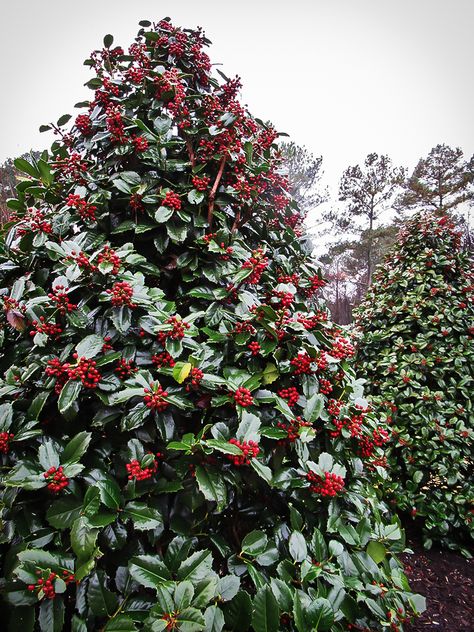 Holly Bushes In Landscaping, Holly Trees Landscaping, Shrubs For Landscaping, Holly Bush, Evergreen Bush, Orchid House, Landscaping Trees, Christmas Stories, Holly Tree