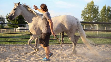 Generally horse owners spend a lot of time and money trying to figure out the techniques of horse back riding from various sources. A lucky few actually chance upon a tip or two that works foe them and their stallion. Horse Liberty, Natural Horsemanship Training, Working With Animals, Show Jumping Horses, Horse Exercises, Equestrian Problems, Horse Info, Natural Horsemanship, Barrel Horse