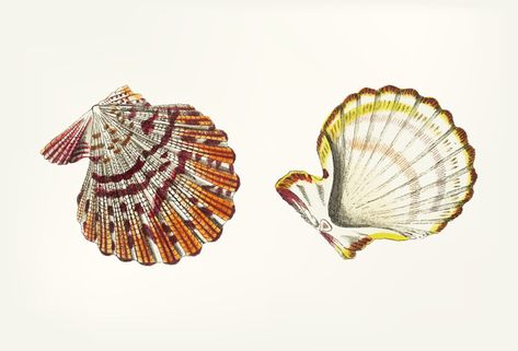 Hand drawn of scallop shell | Free Vector #Freepik #freevector #freebackground #freehand #freenature #freebeach Scallop Illustration, Vintage Art Free, Shell Drawings, Public Domain Illustrations, Seashell Clipart, Rock Diy, Crab Illustration, Seashell Artwork, Shell Drawing