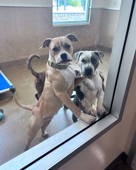 Shelter besties who still don't have homes are the ultimate 'cuddle puddles' - Pet Rescue Report Pet Shelter, Three Dogs, Wolf Pictures, Pet Rescue, Cary Grant, Sacramento California, Arte Fantasy, Lots Of Love, Shelter Dogs