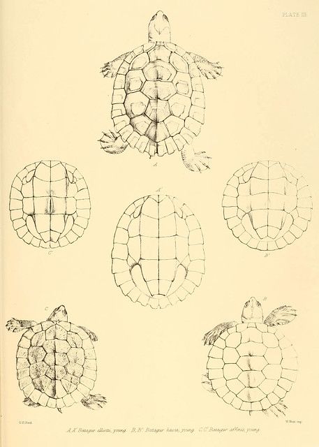 Nautical Mosaic, Tortoise Drawing, Turtle Sketch, Medical Drawings, Shell Drawing, Turtle Drawing, British India, The Ray, Terrapin