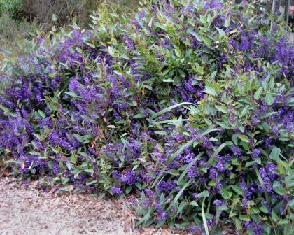 Hardenbergia violacea Happy Wanderer | GardensOnline Hardenbergia Violacea, Steep Gardens, Front Yard Flowers, Backyard Trees, Australian Native Garden, Drought Tolerant Garden, Dry Garden, Australian Native Plants, White Lavender