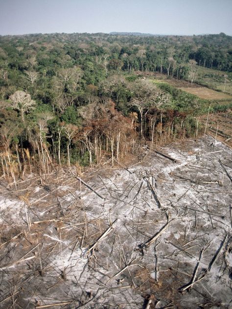 ENVIRONMENT Deforestation adds up. New research finds that the Amazon region could lose more than half of its tree species by the year 2050. (Scientific American) Use our resources to learn more ab... Deforestation Pictures, Deforestation Aesthetic, Deforestation Photography, Deforestation Drawing, Iit Wallpapers, Deforestation Poster, Amazon Rainforest Deforestation, Nature Website, Rainforest Deforestation