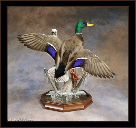 waterfowlerschallenge.com birdmanstudiostaxidermy Taxidermy Duck, Duck Taxidermy, Duck Mounts, Waterfowl Taxidermy, Duck Mount, Bird Taxidermy, Taxidermy Decor, Deer Antler Decor, Taxidermy Display