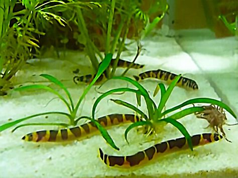 Kuhli Loach, Fish Freshwater, Community Tanks, Fresh Water Tank, Aquascaping, Freshwater Fish, Fish Tank, Fresh Water, Plant Leaves