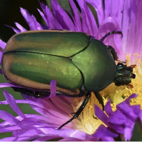 Figeater beetles (Cotinis mutabilis) are a type of scarab beetle that eat lots of soft fruits, like figs (duh)! They live as grubs underground most of the year, eating rotting plants and roots. Summer is mating season, so they are pretty busy right now looking for love and laying eggs. Give them space, know they can’t hurt you, and see if you can glimpse their beautiful, iridescent undersides. 📷: dloarie on iNaturalist Scarab Beetle, Egg Laying, They Live, Beetles, Looking For Love, Spiders, For Love, Fig, Bugs