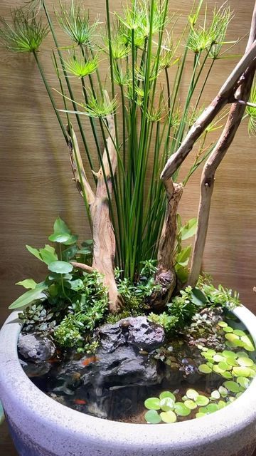 Guppy Pond, Pot Pond, Barrel Pond, Green Aquarium, Miniature Fairy Garden Diy, Green Wall Garden, Indoor Pond, Wabi Kusa, Bonsai Nursery