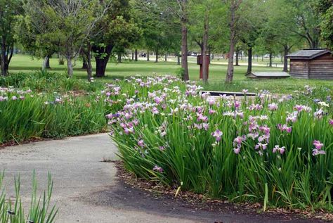 Louisiana Landscaping Ideas, South Louisiana Landscaping, Louisiana Landscaping, Louisiana Gardening, African Iris, Louisiana Iris, Florida Landscaping, South Louisiana, Iris Garden