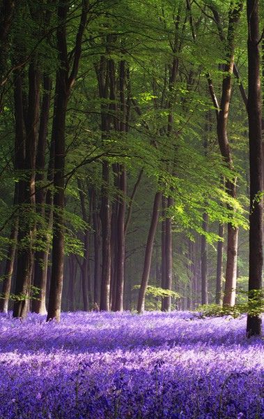 Bob & I absolutely love going on 'bluebell walks' when the flowers are in season.  This picture is from Micheldever Wood Hampshire in England. Bluebell Painting, Bluebell Woods, Hampshire England, Tall Trees, Green Gables, Simple Beauty, Pretty Places, Wisteria, Oahu