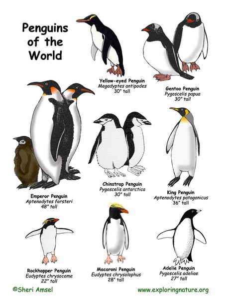 Penguin chart Penguins Preschool, Penguin Chart, Life Cycle Of A Penguin, Preschool Penguin Activities, Different Types Of Penguins, Types Of Penguins Printable, Preschool Penguin, Penguin Facts Preschool, Penguin Videos