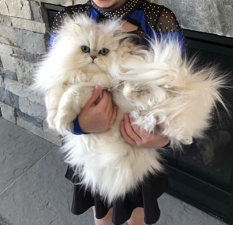 Chinchilla Cat, Chinchilla Persian, Himalayan Cats, Persian Kittens For Sale, Fluffy Cats, Himalayan Cat, Persian Kittens, Kitten For Sale, Paws And Claws