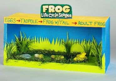 frog diorama Life Cycle Diorama, Diy Diorama, Frog Habitat, Frog Life Cycle, Shoe Box Crafts, Lifecycle Of A Frog, School Folders, Frog Life, Animal Projects