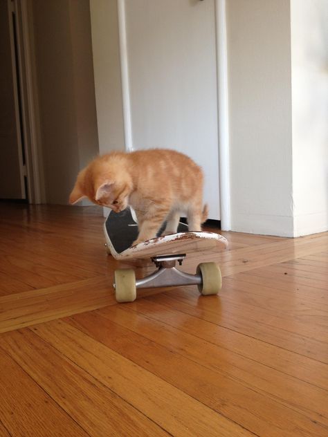 Cute Kitten Trying To Skateboard! Cat On A Skateboard, Cat On Skateboard, Cat Skateboarding, Childhood Besties, Skateboarding Cat, Cat Skateboard, Silly Kitties, Skateboard Aesthetic, Kitty Drawing