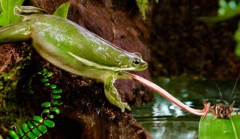 Frog catching a cricket! Frog Tongue, Frog Facts, Frog Species, Frog And Toad, Animal Facts, Tree Frogs, Animal Books, Reptiles And Amphibians, Cute Frogs