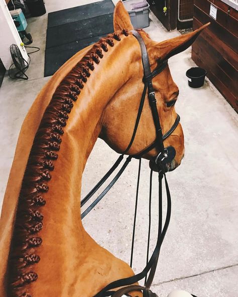 beautiful braids Horse Mane Braids, Horse Hair Braiding, Horse Braiding, Mane Hair, Horse Mane, Horse Grooming, Horse Equestrian, Equine Photography, Cute Horses