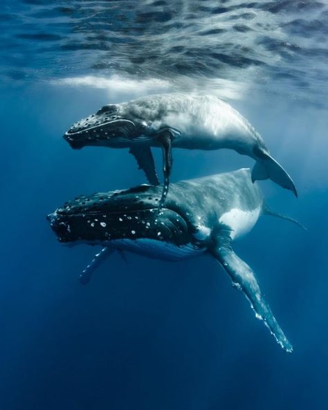 Humpback whale and calf. Photographer unknown. Whale Mother And Calf, Whale Pictures, Bbc Earth, Whale Art, Ocean Conservation, Rare Animals, Humpback Whale, Killer Whales, Ocean Creatures