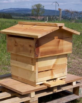 bee hive 10    https://morningchores.com/beehive-plans/?sf=vozeadk Top Bar Bee Hive, Langstroth Hive, Diy Bee, Top Bar Hive, Bee Hive Plans, Raising Bees, Backyard Beekeeping, Bee Boxes, Bee Keeper