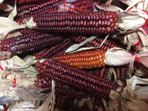 This flint corn was grown for seed during Summer 2021. Flint Corn, Farm Stuff, Greenhouses, Farm Gardens, Corn, Seeds, Red, Quick Saves