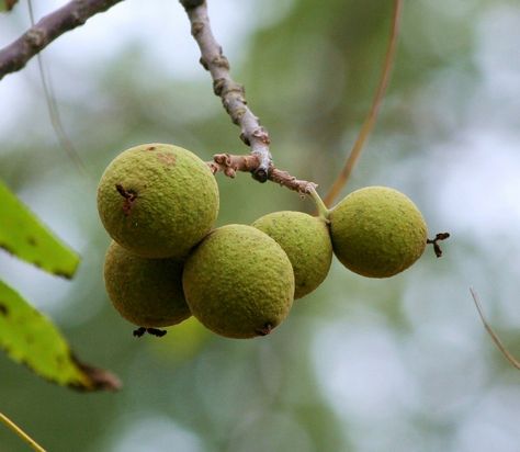 How to Make a Black Walnut Tincture | Herbal Home Remedies | Healthy Recipes | DIY | My Healthy Homemade Life | #blackwalnut #healthy #herbal #homeremedies Parasite Cleanse Diet, Walnut Chicken Salad, Juglans Nigra, Walnut Chicken, Black Walnut Tree, Parasite Cleanse, Cleanse Diet, Walnut Tree, Healthy Homemade