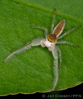 White-jawed Jumping Spider (Hentzia mitrata)(Hentzia mitra… | Flickr Spider Clothes, Butterfly Books, Jumping Spider, Natural History, Realism, Indiana, Butterflies, Horses, History