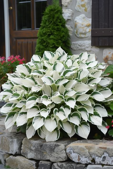 Hosta Gardens, Front Yard Garden Design, Lawn And Landscape, Front House Landscaping, Outdoor Gardens Design, Home Landscaping, Garden Yard Ideas, Front Yard Garden, Garden Landscape Design