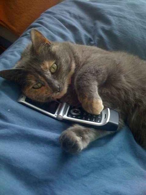 This cat who doesn't think it's rude to have phone conversations in the early hours of the morning: | 18 Cats Who Think They're Sooo Great Business Etiquette, Natural Cat, Fluffy Animals, Funny Cat Pictures, Cat Care, Talking To You, Cat Pics, A Cat, Cats And Kittens