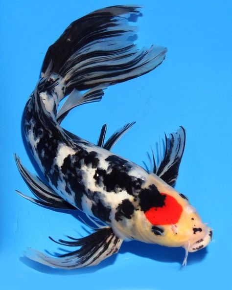 Butterfly Koi Fish | ... about Butterfly koi on Pinterest | Koi, Koi carp and Koi painting Tancho Koi, White Koi Fish, Karp Koi, Black Koi Fish, Koi Fish Swimming, Butterfly Koi, Ikan Air Tawar, Koi Carp Fish, Coy Fish