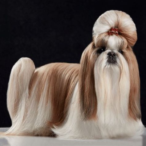 The Top 8 Shih Tzu Haircuts and Styles - SpiritDog Training Shitzu Dogs Haircuts, Dog Hairstyle, Shih Tzu Long Hair, Poodle Haircut Styles, Rich Dog, Shih Tzu Haircuts, Perro Shih Tzu, Chien Shih Tzu, Shitzu Dogs