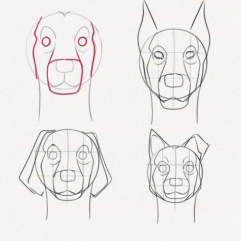 Dog Face Anatomy, Head Structure, Neha Choudhary, Dog Face Drawing, Dog Drawing Tutorial, Draw A Dog, Dog Drawing Simple, German Shepherd Art, Cute Portrait