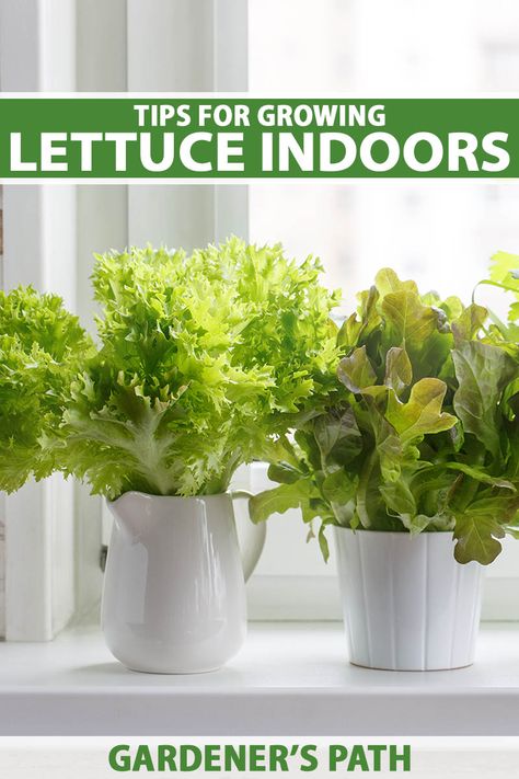 Planting Veggies, Romaine Lettuce Growing, Growing Lettuce Indoors, Gardening Vertical, Indoor Hydroponic Gardening, Hydroponic Lettuce, Planting Lettuce, Houseplant Tips, Salad Garden