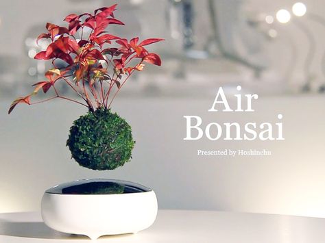 Floating Air Bonsai elevates an ancient art form to a whole new level Ginseng Bonsai, Bonsai Diy, Floating Plants, Urban Street Art, Miniature Trees, Bonsai Plants, Bonsai Garden, Bonsai Tree, Ikebana