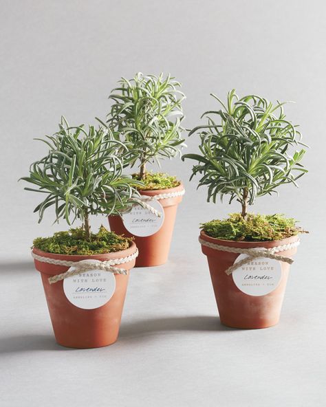 Potted lavender plants that resemble mini trees are fragrant and enchanting—and become even more personalized with a gift tag attached with braided twine. Mini Potted Plants Party Favors, Plant As A Gift, Herb Centerpieces, Bridal Shower Checklist, Garden Party Favors, Plant Wedding Favors, Potted Lavender, Plant Centerpieces, Fiesta Bridal Shower