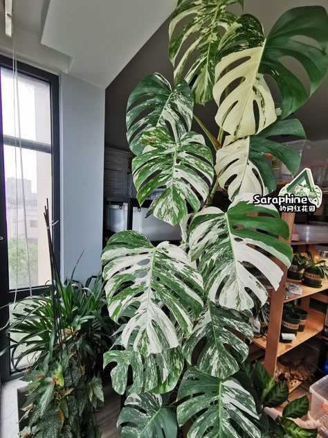 Albino Monstera Plant, Indoor Plants Styling, Large Indoor Plants, Monstera Albo, Plant Goals, Variegated Plants, Monstera Plant, Plant Aesthetic, Office Plants