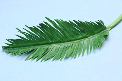 Make Realistic Miniature Model Palm Trees from Paper or Fabric and Wire Ideas Carnaval, Miniature Palm Trees, Paper Palm Tree, Theater Props, Palm Tree Crafts, Palm Tree Leaves, Paper Plants, Paper Leaves, Miniature Plants