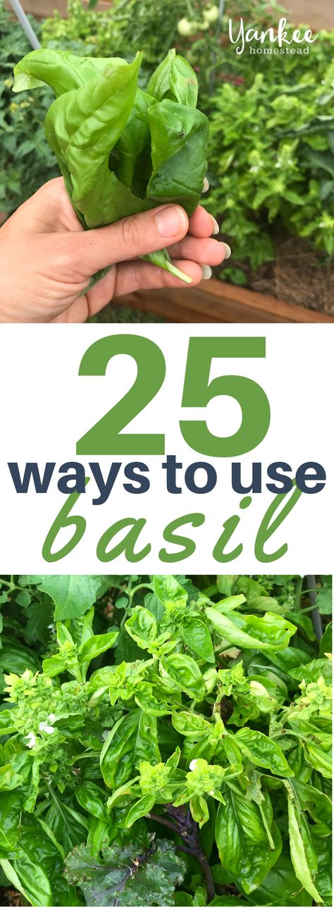 Ways To Use Basil, Basil Growing, Basil Health Benefits, Fresh Basil Recipes, Nut Free Pesto, Harvesting Basil, Fresh Herb Recipes, Preserving Herbs, Growing Basil