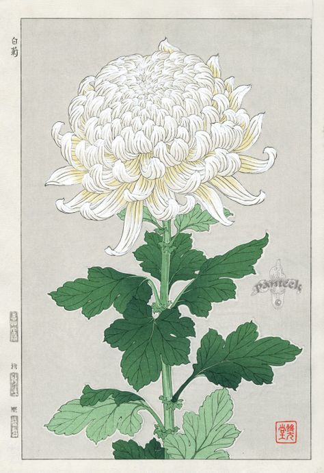 Chrysanthemum Painting, Japanese Chrysanthemum, Japanese Art Modern, Japanese Art Prints, Illustration Botanique, Japon Illustration, Japanese Flowers, Japanese Woodblock Printing, Japanese Prints