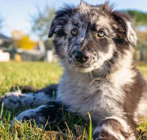 21 Italian Dog Breeds 8 Italian Dog Breeds, Italian Dogs, Ancient Dogs, Maremma Sheepdog, Ancient Dog Breeds, Different Dog Breeds, Giant Dogs, Big Animals, Lap Dogs