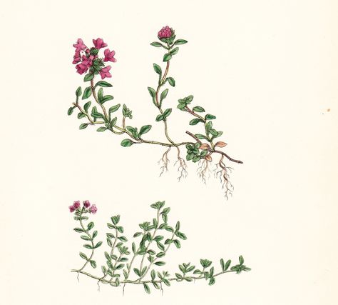 Thymus Serpyllum, Thyme Flower, Wild Thyme, Flower Tattoo Back, Flower Tattoo Shoulder, Flower Tattoo Sleeve, Scientific Illustration, Vintage Tattoo, Plant Illustration