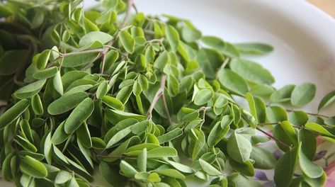 Le Moringa : propriétés, bienfaits, posologie et effets secondaires Nutrition