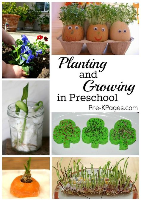 Science for Kids: Planting and Growing Seeds and Kitchen Scraps with Kids in Preschool - Pre-K Pages Ideas For Preschoolers, Garden Unit, Preschool Garden, Planting For Kids, Plants Unit, Plant Activities, Spring Preschool, Magic Garden, Plant Ideas