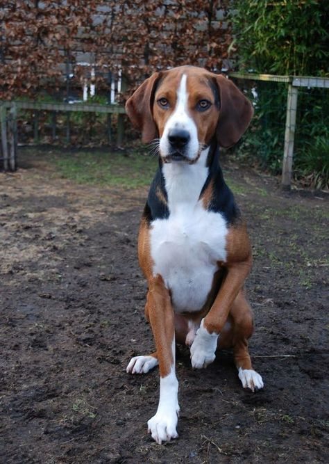 Hound Dog Aesthetic, Hamiltonstovare Dog, Harrier Hound, Foxhound Puppy, Harrier Dog, Walker Hound, Ares God, Coonhound Dog, Foxhound Dog